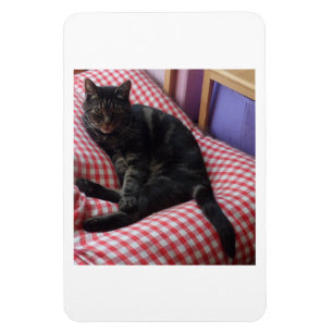 Cute Dave Flexible Photo Magnet Magneet