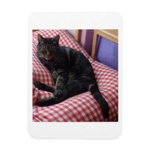 Cute Dave Flexible Photo Magnet Magneet