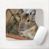 Cute Degu Muismat (Met muis)