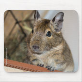 Cute Degu Muismat (Voorkant)