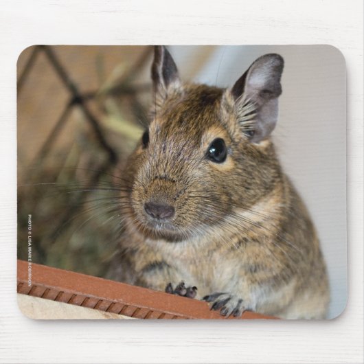 Cute Degu Muismat (Voorkant)