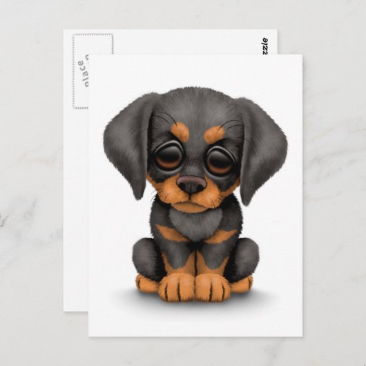 Cute Doberman Pinscher Puppy Dog over White Briefkaart (Voorkant / Achterkant)