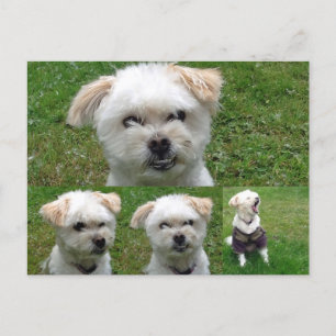 Cute Dog 3 Afbeelding Briefkaart