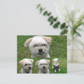 Cute Dog 3 Afbeelding Briefkaart (Staand voorkant)