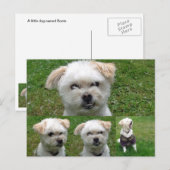 Cute Dog 3 Afbeelding Briefkaart (Voorkant / Achterkant)
