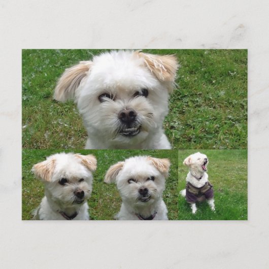 Cute Dog 3 Afbeelding Briefkaart (Voorkant)