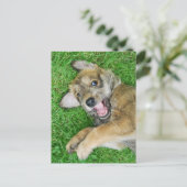 Cute dog Berger Picard puppy. Briefkaart (Staand voorkant)