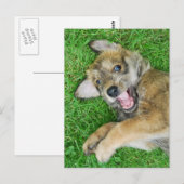 Cute dog Berger Picard puppy. Briefkaart (Voorkant / Achterkant)