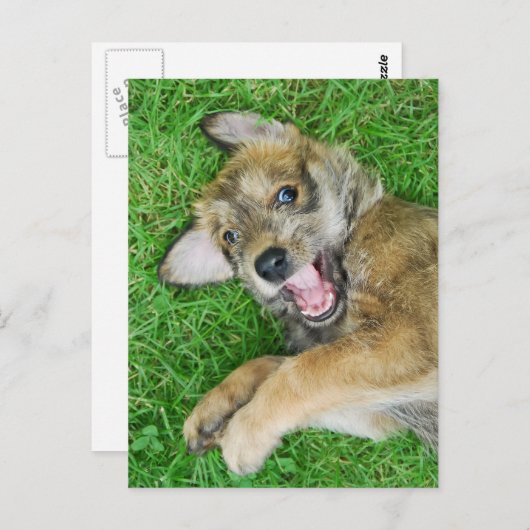 Cute dog Berger Picard puppy. Briefkaart (Voorkant / Achterkant)