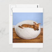 Cute dog briefkaart (Voorkant / Achterkant)