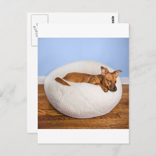 Cute dog briefkaart (Voorkant / Achterkant)