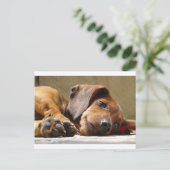 Cute dog briefkaart (Staand voorkant)