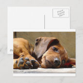 Cute dog briefkaart (Voorkant / Achterkant)