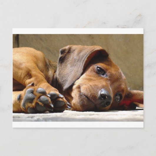 Cute dog briefkaart (Voorkant)