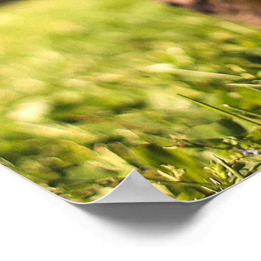 Cute Dog Close-up poster (Hoek)