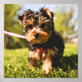 Cute Dog Close-up poster (Voorkant)