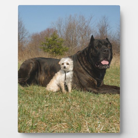 Cute Dog Couple Fotoplaat (Voorkant)
