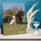 Cute Dog Couple Fotoplaat (Zijkant)