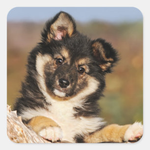 Cute Dog IJslands Sheepdog Puppy at a Tree Trunk Vierkante Sticker