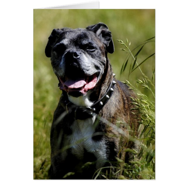 Cute dog in gras (Voorkant)