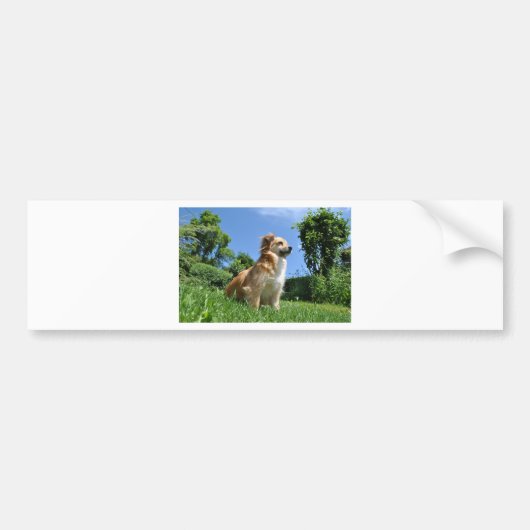 Cute dog in gras bumpersticker (Voorkant)