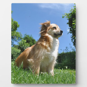 Cute dog in gras fotoplaat