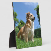 Cute dog in gras fotoplaat (Zijkant)