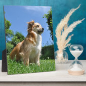 Cute dog in gras fotoplaat (Zijkant)