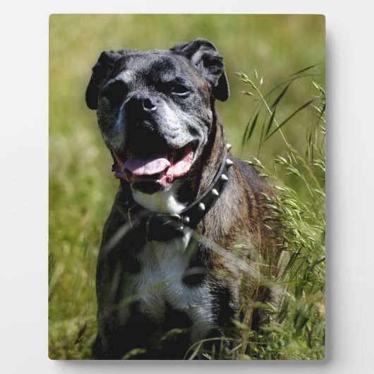 Cute dog in gras fotoplaat (Voorkant)