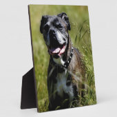 Cute dog in gras fotoplaat (Zijkant)