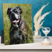 Cute dog in gras fotoplaat (Zijkant)