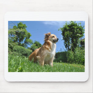 Cute dog in gras muismat