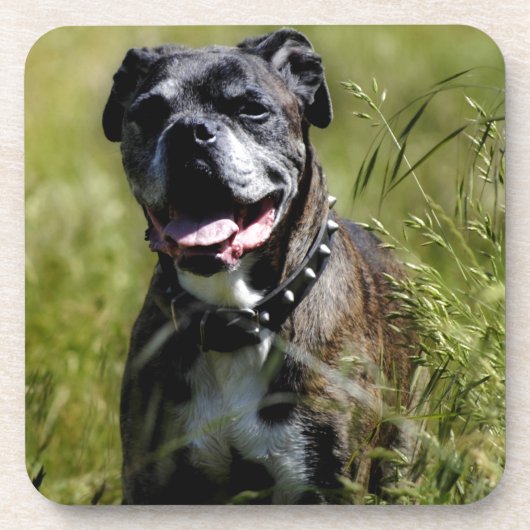 Cute dog in gras onderzetter (Voorkant)