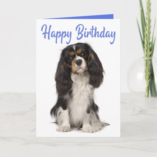 Cute Dog King Charles Cavalier Spaniel Birthday Kaart (Voorkant)