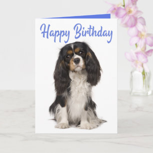 Cute Dog King Charles Cavalier Spaniel Birthday Kaart
