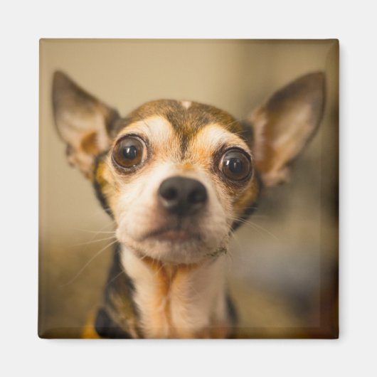 Cute Dog magnet 10 (Voorkant)