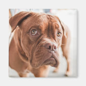 Cute Dog magnet 11 (Voorkant)