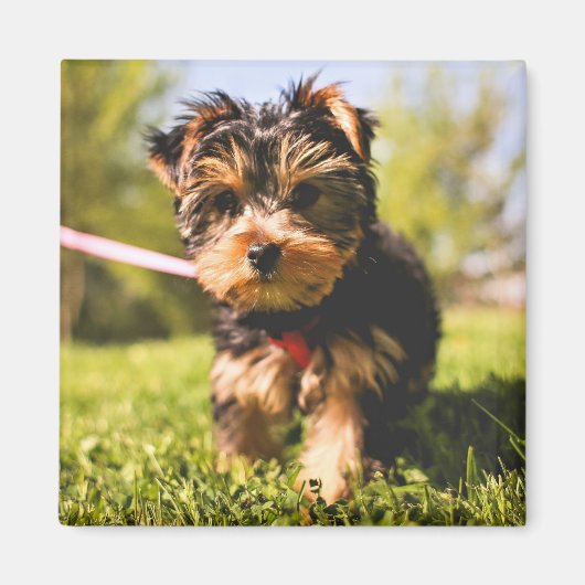 Cute Dog magnet 5 (Voorkant)