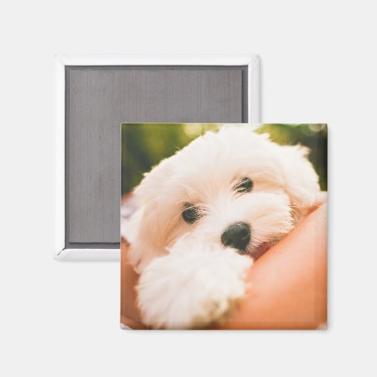 Cute Dog magnet 9 (Voorkant / Achterkant)