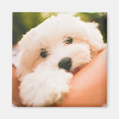 Cute Dog magnet 9 (Voorkant)