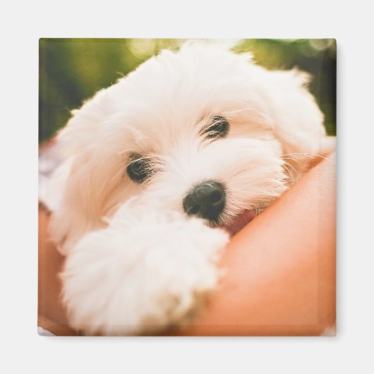 Cute Dog magnet 9 (Voorkant)