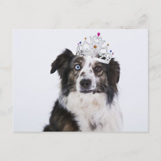 Cute Dog met kroon Briefkaart (Voorkant)
