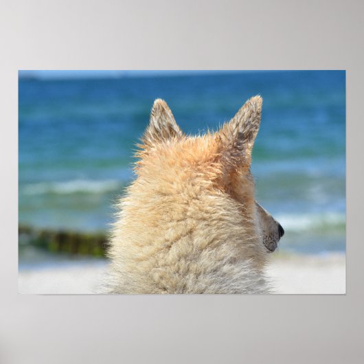 Cute Dog met zout Fur die naar het strand kijkt Poster (Voorkant)