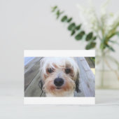 Cute Dog op Bench Briefkaart (Staand voorkant)