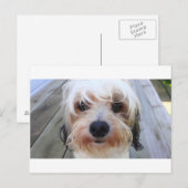 Cute Dog op Bench Briefkaart (Voorkant / Achterkant)