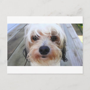 Cute Dog op Bench Briefkaart
