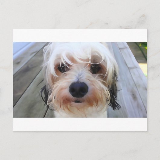 Cute Dog op Bench Briefkaart (Voorkant)