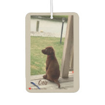 Cute Dog Survey Backyard and Creek