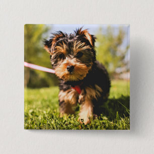 Cute Dog-toets 5 Vierkante Button 5,1 Cm