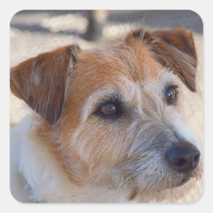 Cute dog vierkante sticker